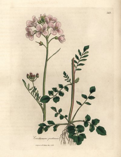 Cardamine pratensis a fiori rosa da James Sowerby