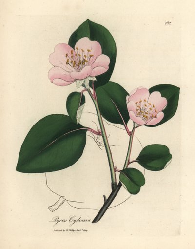 Albero di cotogno a fiori rosa, Pyrus cydonia da James Sowerby