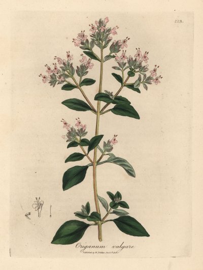 Maggiorana selvatica a fiori rosa, Origanum vulgare da James Sowerby