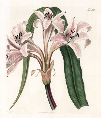 Giglio rosa variegato - Crinum latifolium. Incisione a mano colorata di Weddell da un