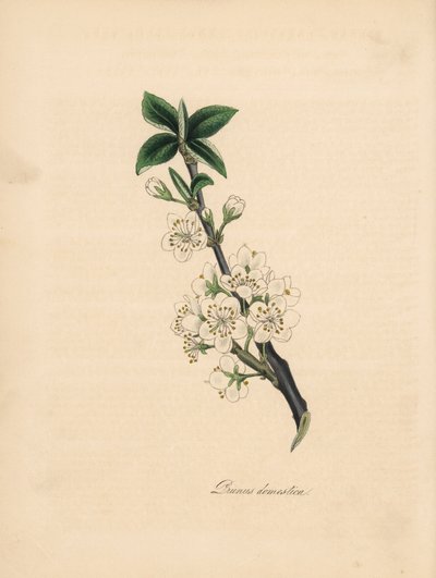 Prugno comune, Prunus domestica. Tratto da un