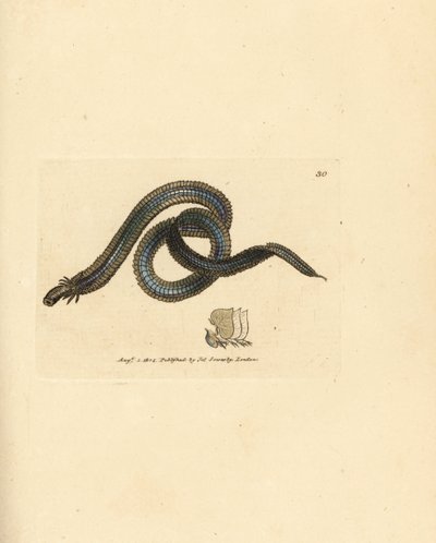 Verme polichete, Phyllodoce lamelligera da James Sowerby