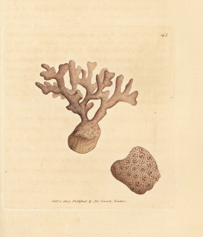 Porella compressa (Millepora compressa) da James Sowerby