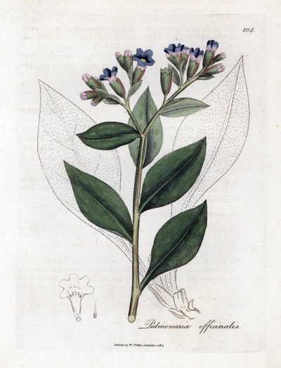 Polmonaria officinale - Pulmonaria officinalis. Incisione a mano colorata da un
