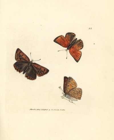 Farfalla rame puro, Lycaena hippothoe. Incisione a mano colorata a rame di James Sowerby da The British Miscellany, o Figure colorate di soggetti animali nuovi, rari o poco conosciuti da James Sowerby