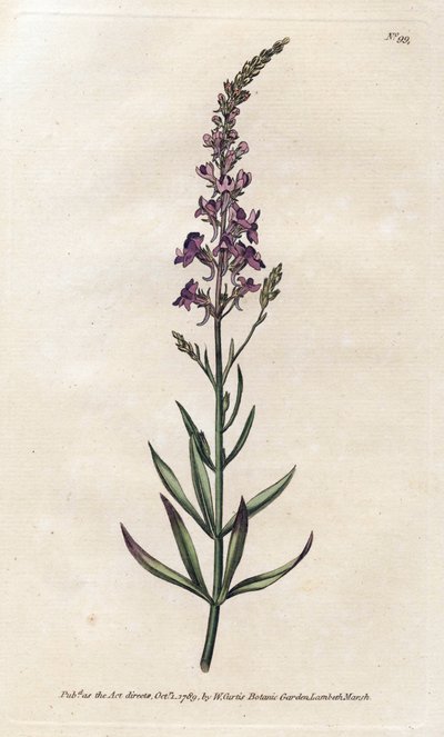 Linar viola - Litografia di James Sowerby (1757-1822), dal Botanical Magazine di William Curtis (1746-1799) da James Sowerby