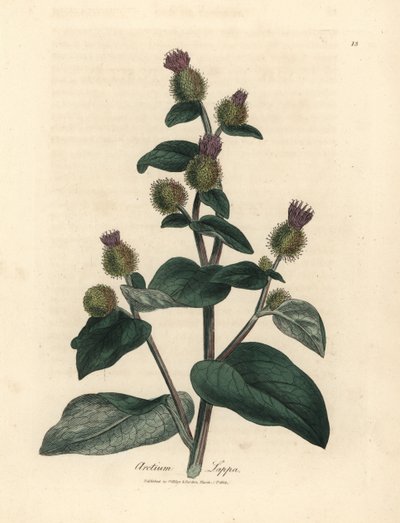 Bardana a fiori viola, Arctium lappa da James Sowerby