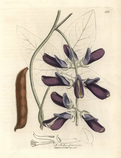 Dolichos a fiori viola, Dolichos pruriens da James Sowerby