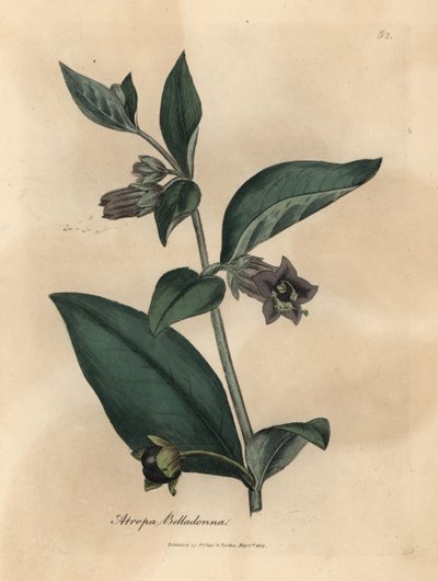 Belladonna a fiori viola, Atropa belladonna da James Sowerby