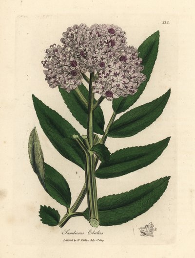 Sambuco nano a fiori viola, Sambucus ebulus da James Sowerby