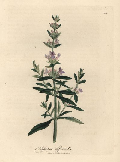 Issopo a fiori viola, Hyssopus officinalis da James Sowerby