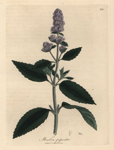 Menta piperita a fiori viola, Mentha piperita da James Sowerby