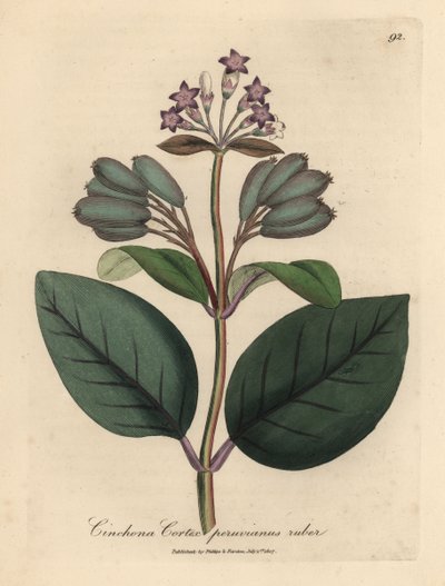 Corteccia di china peruviana rossa a fiori viola, Cinchona cortex peruvianus ruber da James Sowerby