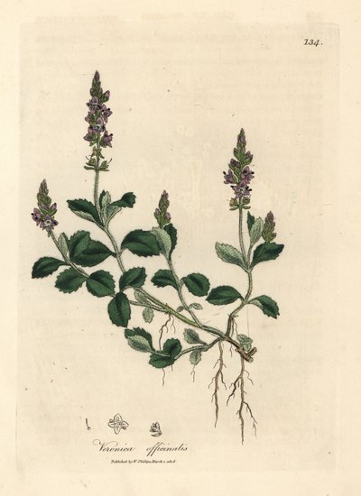 Veronica a fiori viola, Veronica officinalis da James Sowerby
