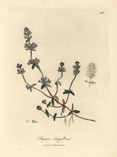 Timo selvatico a fiori viola Thymus serpyllum da James Sowerby