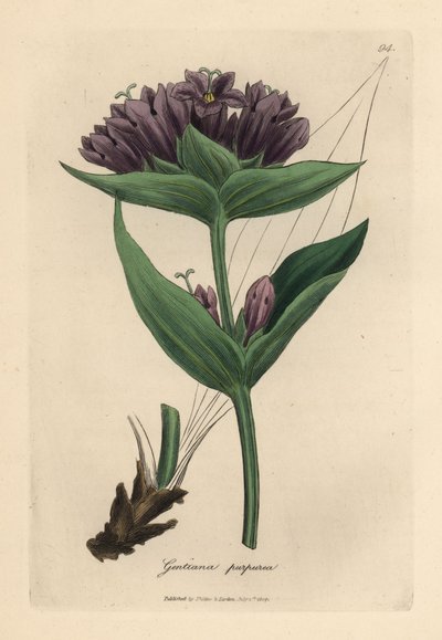 Genziana purpurea, Gentiana purpurea da James Sowerby