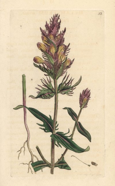 Melampiro viola, Melampyrum arvense. Incisione a mano colorata da un