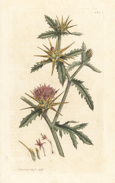 Cardo stellato viola, Centaurea calcitrapa da James Sowerby