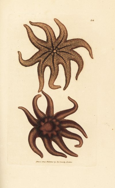 Stella marina viola, Solaster endeca da James Sowerby