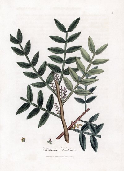 Lentisco - Pistacia lentiscus. Incisione a mano colorata da un