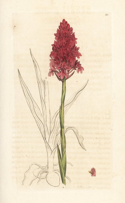 Anacamptis pyramidalis da James Sowerby
