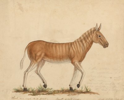 Zebra Quagga da James Sowerby
