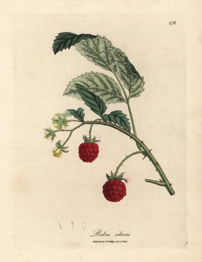 Cespuglio di lamponi con frutti maturi e fiori gialli, Rubus idaeus da James Sowerby