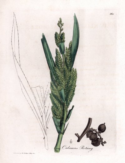 Rattan Palm - Rotang cane, Calamus rotang da James Sowerby