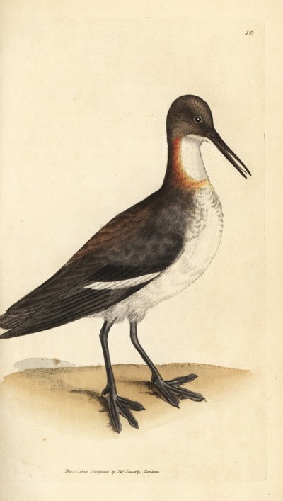 Falaropo dal collo rosso, Phalaropus lobatus (Phalaropus hyperboreus) da James Sowerby