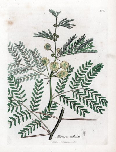 Gomma rossa - Acacia nilotica. Incisione a mano colorata da un