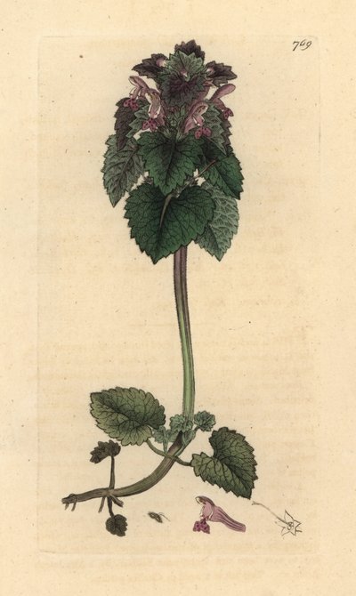 Lamio purpureo, incisione a mano colorata su rame da James Sowerby