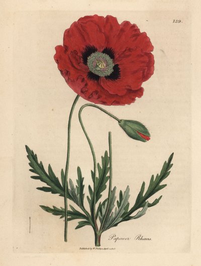 Papavero rosso o di campo, Papaver rhoeas da James Sowerby