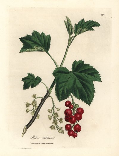 Albero di ribes rosso, Ribes rubrum da James Sowerby