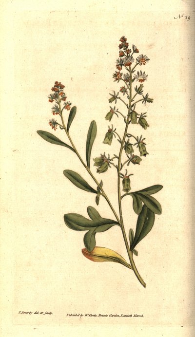Reseda odorosa da James Sowerby