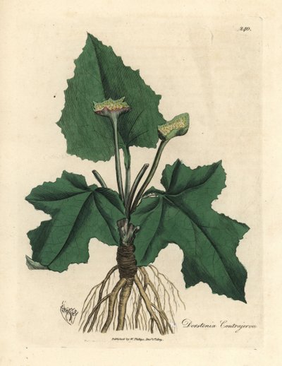Radici, rizoma, foglie e fiore di contrayerva, Dorstenia contrajerva da James Sowerby