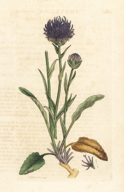 Raponzolo orbicolare, Phyteuma orbiculare da James Sowerby