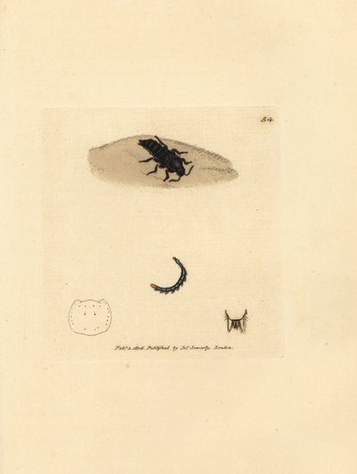 Coleottero rove, Velleius dilatatus da James Sowerby