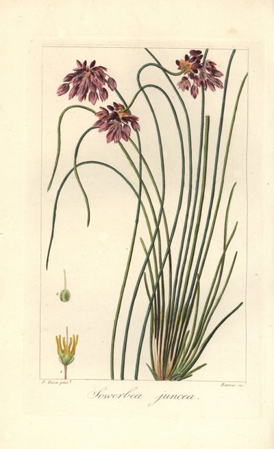 Giglio di giunco, Sowerbaea juncea, nativo dell