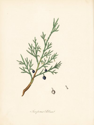 Ginepro sabina, Juniperus sabina. Tratto da un