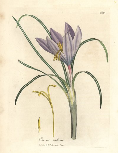 Zafferano, Crocus sativus da James Sowerby