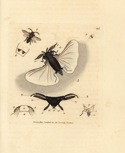 Parassita dell