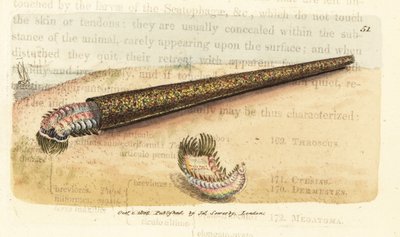 Anellide costruttore di tubi di sabbia, Pectinaria belgica da James Sowerby