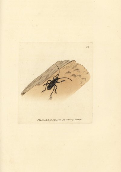 Coleottero Sarosesthes fulminans da James Sowerby