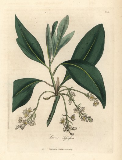 Albero di sassofrasso, Laurus sassafras da James Sowerby