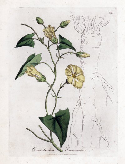 Scamonea - Convolvulus scammonia. Incisione a mano colorata su rame da un