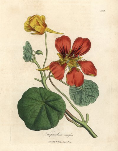Crescione indiano maggiore con fiori scarlatti e gialli, Tropaeolum majus da James Sowerby