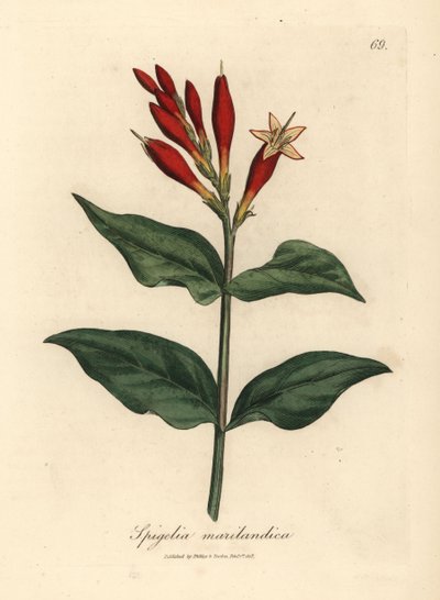 Fiori scarlatti di Spigelia marilandica da James Sowerby