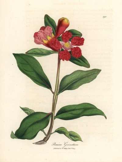 Melograno a fiori scarlatti, Punica granatum da James Sowerby