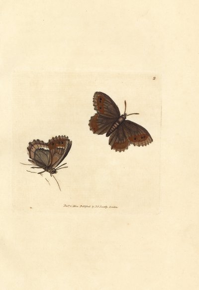 Farfalla Argus scozzese, Erebia aethiops da James Sowerby