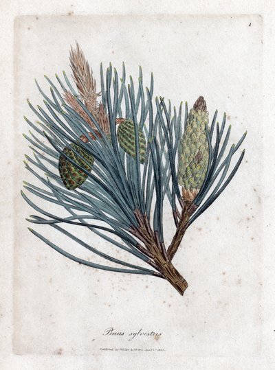 Pino silvestre, Pinus sylvestris da James Sowerby